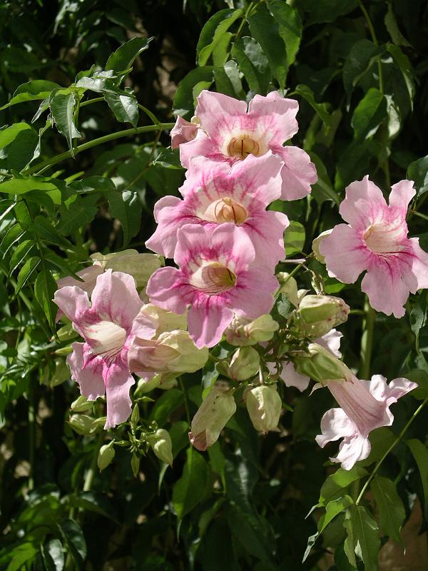 Andalusie 2008 360.jpg
